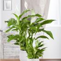 Spathiphyllum floribundum