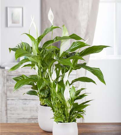 Zimmerpflanzen, umweltfreundliche Luftreiniger