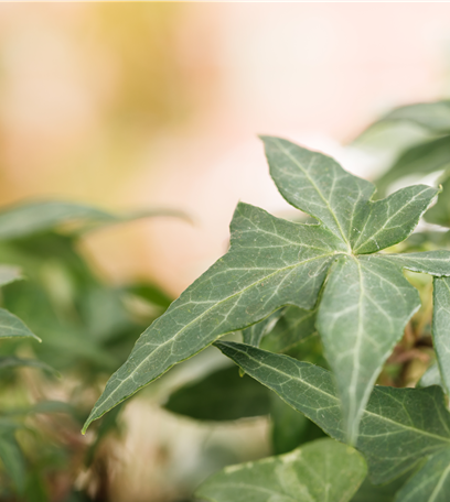 Zimmerpflanzen, umweltfreundliche Luftreiniger