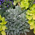 Heuchera 'Lime Marmalade'