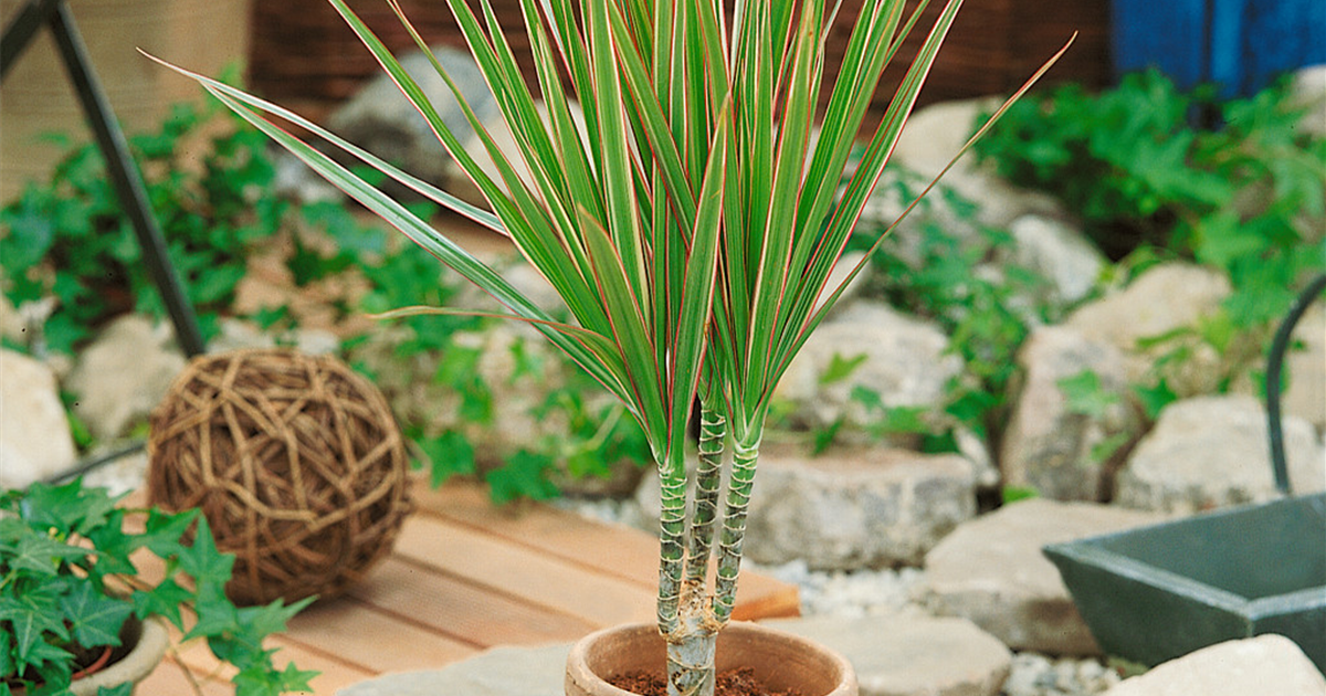 Dracaena marginata 'Bicolor', Drachenbaum 'Bicolor'