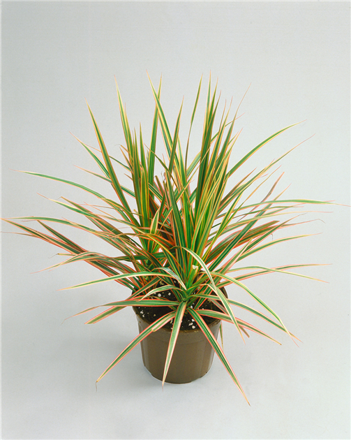 dracena red Dracaena Marginata Magenta – Hammer + Vine main image 1