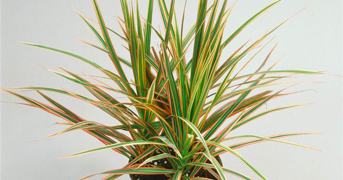 Dracaena marginata 'Magenta', Drachenbaum 'Magenta'