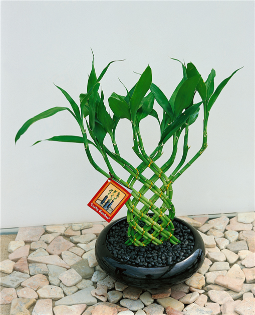 Şans Bambusu (Lucky Bamboo) Satın Al - 60-70 cm Bambu Çiçeği NadirKaktüs Şans Bambusu (Lucky Bamboo) Satın Al - 60-70 cm Bambu Çiçeği NadirKaktüs