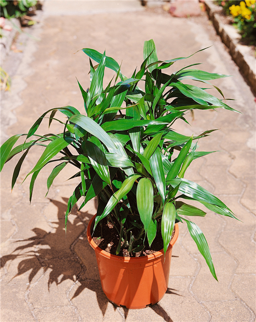 Drac.3er Lucky Bamboo mix NT467 T11 H020 (Glücksbambus Drac.3er Lucky Bamboo mix NT467 T11 H020 (Glücksbambus
