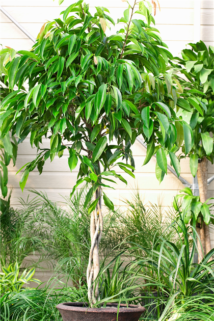 Ficus binnendijkii 'Amstel King', Schmalblttriger Gummibaum 'Amstel King'
