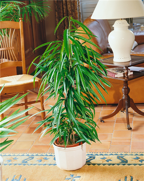 Ficus binnendijkii 'Alii', Schmalblttrige Birkenfeige 'Alii'