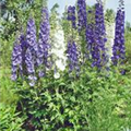 Delphinium pacific 'Lancelot'