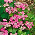 Hydrangea macrophylla 'Teller Rose'