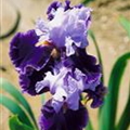 Iris barbata-media
