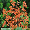 Heuchera sanguinea 'Leuchtkäfer'