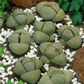 Lithops