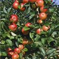 Malus domestica 'Rote Alkmene'