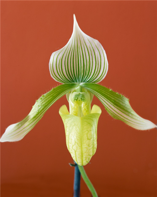 Paphiopedilum maudiae Frauenschuh