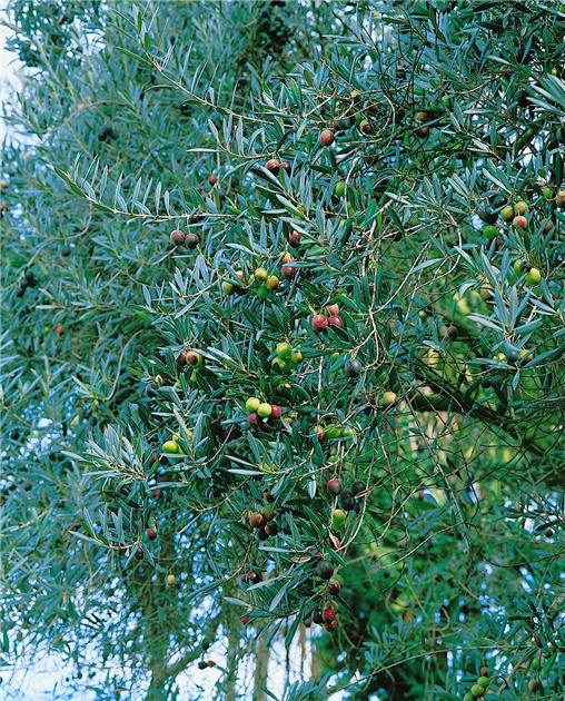 rhododendron cunningham Rhododendron cunningham white main image 0