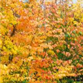 Parrotia persica