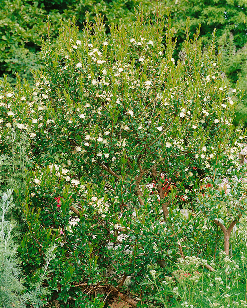rose saatgut kaufen Saatgut Zinnie Benary's Giant Salmon Rose