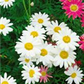 Leucanthemum vulgare 'Maiwunder'