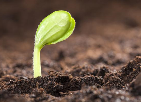 Mit dem Anbau im Gewächshaus schon im Mai die erste Ernte feiern Mit dem Anbau im Gewächshaus schon im Mai die erste Ernte feiern