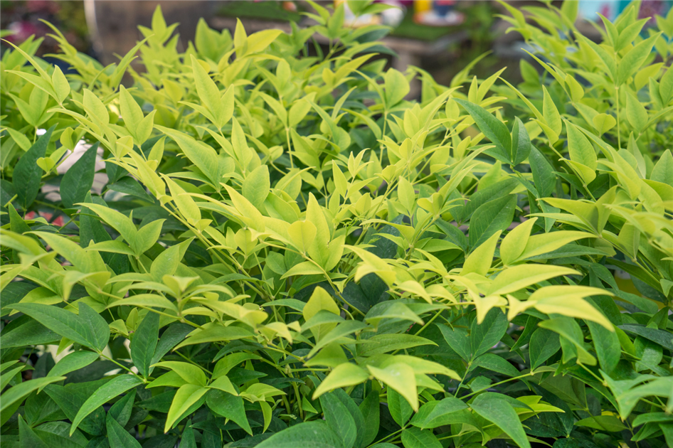 Nandina domestica 'Magical Lemon-Lime', Heiliger Bambus 'Magical Lemon- Lime'