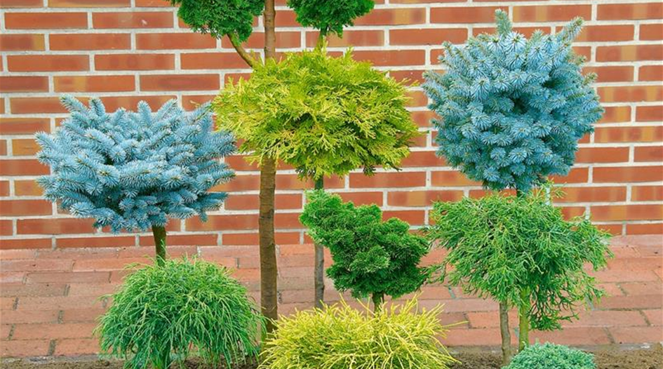 Conifers mixed / standard