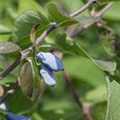 Lonicera caerulea var. kamtschatica 'Balalaika'