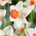 Narcissus 'Accent'