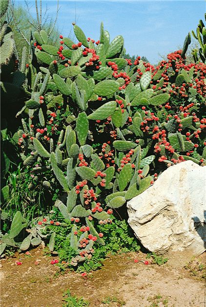 Opuntia ficus-indica, Feigenkaktus