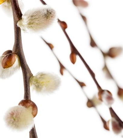 Einen Sichtschutz oder Gartenbegrenzung mit Weiden ziehen