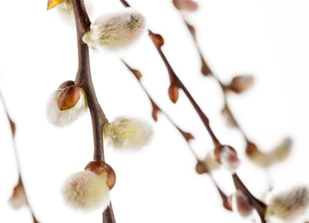 Einen Sichtschutz oder Gartenbegrenzung mit Weiden ziehen Einen Sichtschutz oder Gartenbegrenzung mit Weiden ziehen