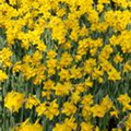 Narcissus 'Arctic Gold'