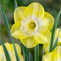 Narcissus 'Avalon'