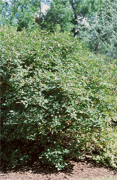 Lonicera caerulea var. kamtschatica 'Maitop', Blaue Heckenkirsche 'Maitop'
