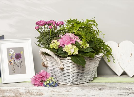 Die beliebtesten Zimmerpflanzen Die beliebtesten Zimmerpflanzen