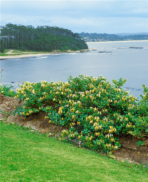 Lonicera-caprifolium-1200x630-proportionalbiggest.webp