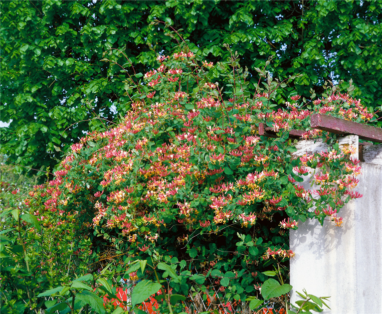 Lonicera heckrottii, Feuer-Geischlinge