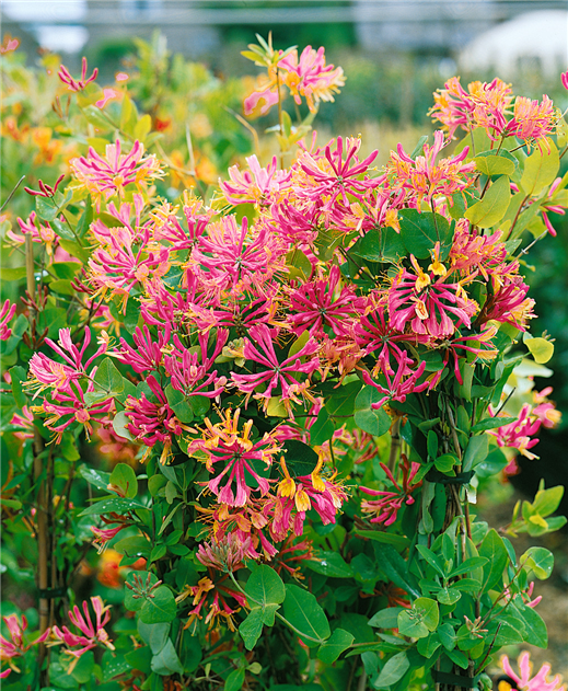 Lonicera heckrottii, Feuer-Geischlinge