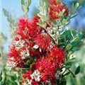 Metrosideros excelsa