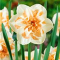 Narcissus 'Delnashaugh'