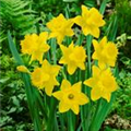 Narcissus 'Dutch Master'