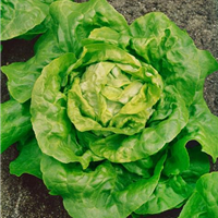 Kopfsalat HILDE