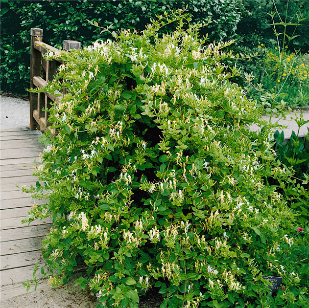 Lonicera japonica 'Halls Prolific', Geiblatt 'Halls Prolific'