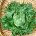Lactuca sativa var. capitata 'Eissalat'