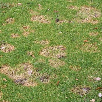 Absterbeerscheinungen am Rasen