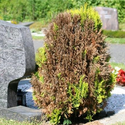 Absterbeerscheinungen am Lebensbaum