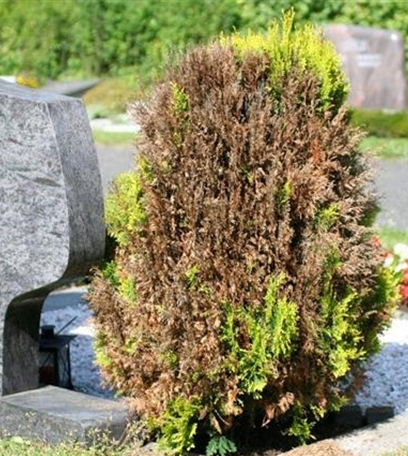 Absterbeerscheinungen am Lebensbaum