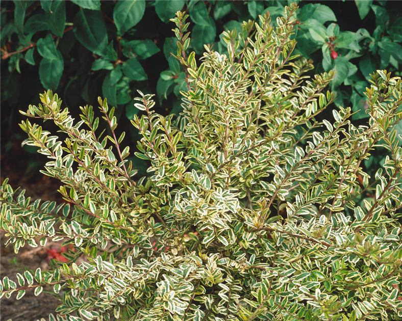 photinia höhe Glanzmispel Red Robin 60-80 cm Höhe Topfware