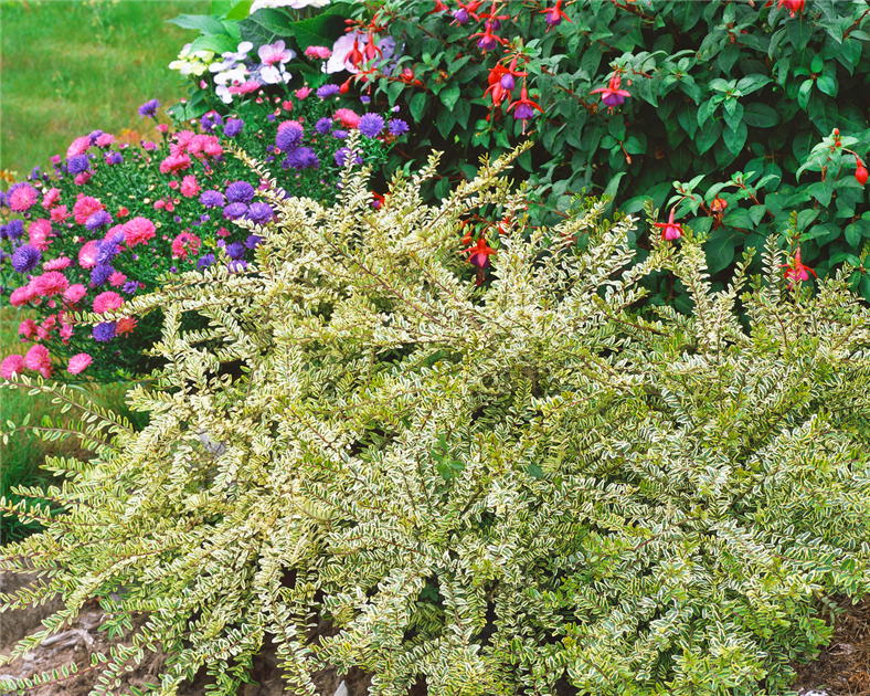 Lonicera nitida 'Lemon Beauty', Heckenmyrte 'Lemon Beauty'