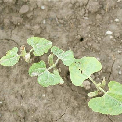 Absterben von Bohnenkeimlingen