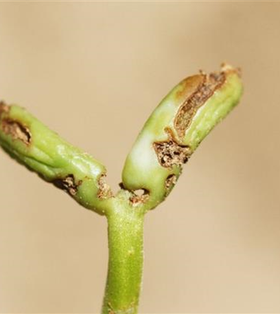 Absterben von Bohnenkeimlingen